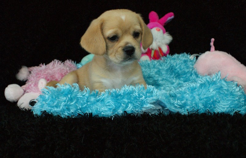 Lacey Peagle Rockin R Puppies